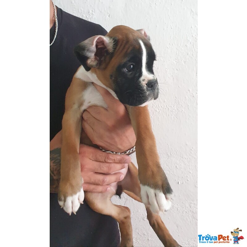 Boxer Cucciolo Cerca Amico!!! - Foto n. 2