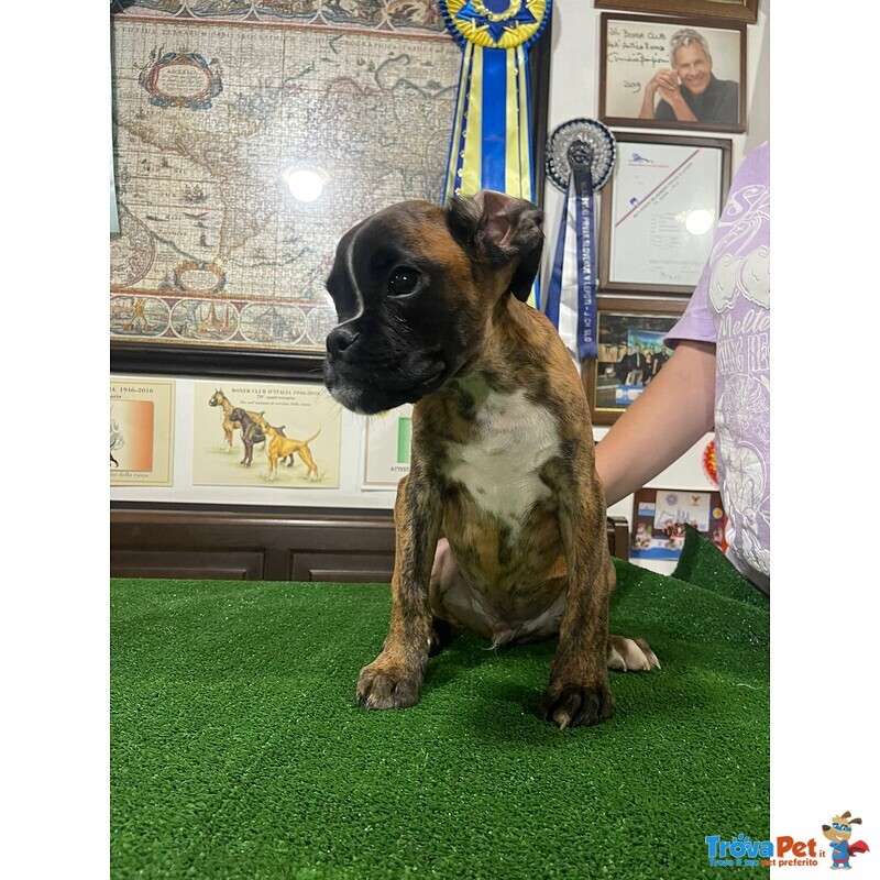 Il tuo Cucciolo di Boxer ti sta Aspettando!!! 3516521415 - Foto n. 1