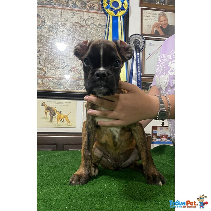 Il tuo Cucciolo di Boxer ti sta Aspettando!!! 3516521415 - Foto n. 2