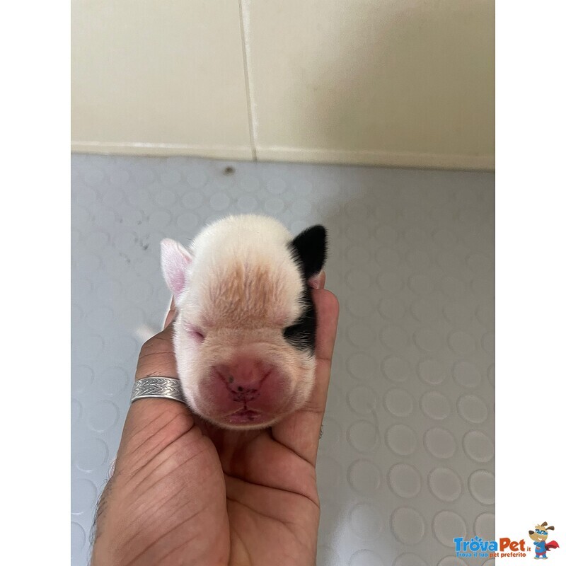 Bellissimo Cucciolo Bianco di Boxer - Foto n. 1