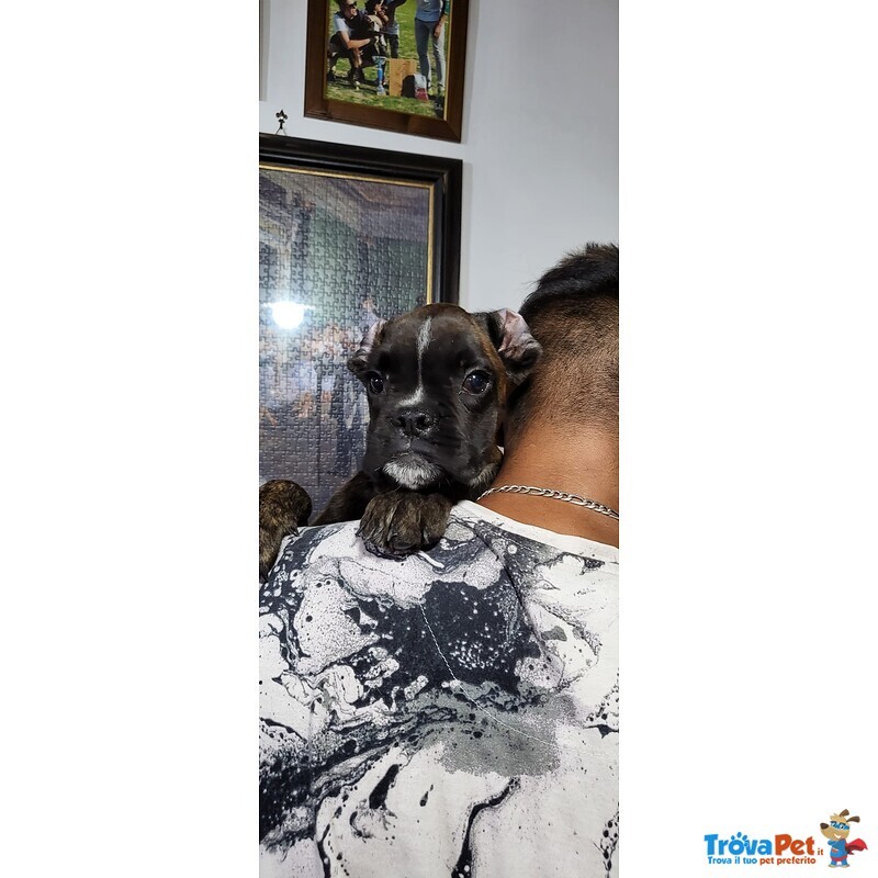 Il Nostro Cucciolo di Boxer ti sta Aspettando!!! 3516521415 - Foto n. 2