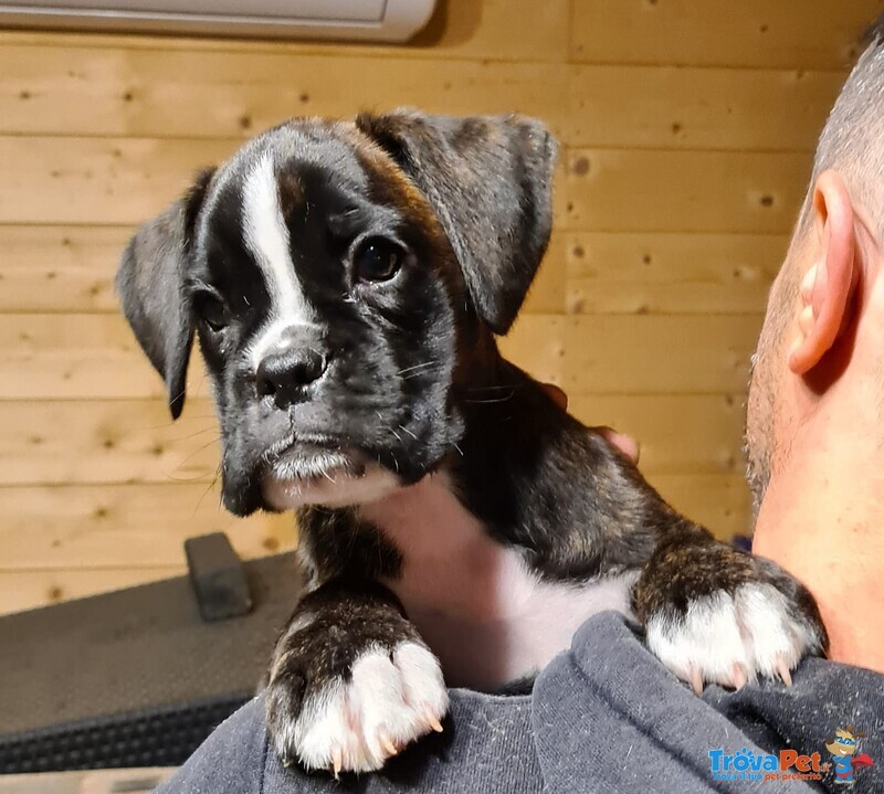 Delizioso Cucciolo di Boxer è in Cerca di Amore!!! 3516521415 - Foto n. 1