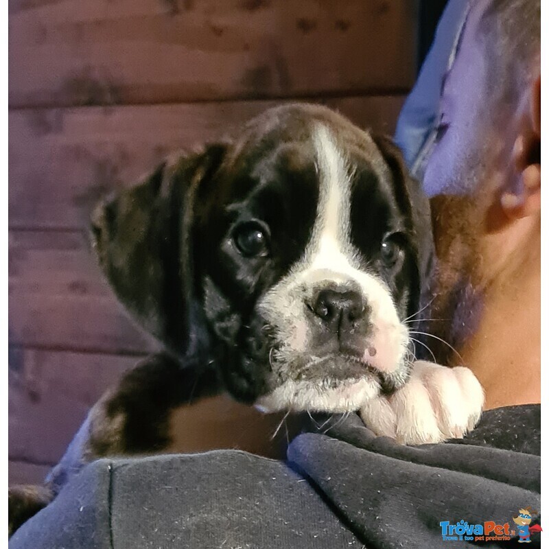 Delizioso Cucciolo di Boxer è in Cerca di Amore!!! 3516521415 - Foto n. 2