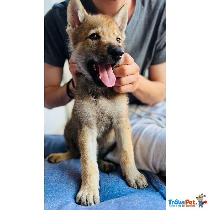 Cuccioli di cane lupo Cecoslovacco - Foto n. 1