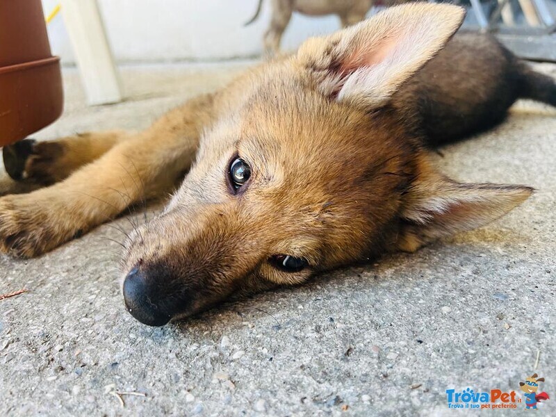 Cuccioli di cane lupo Cecoslovacco - Foto n. 3