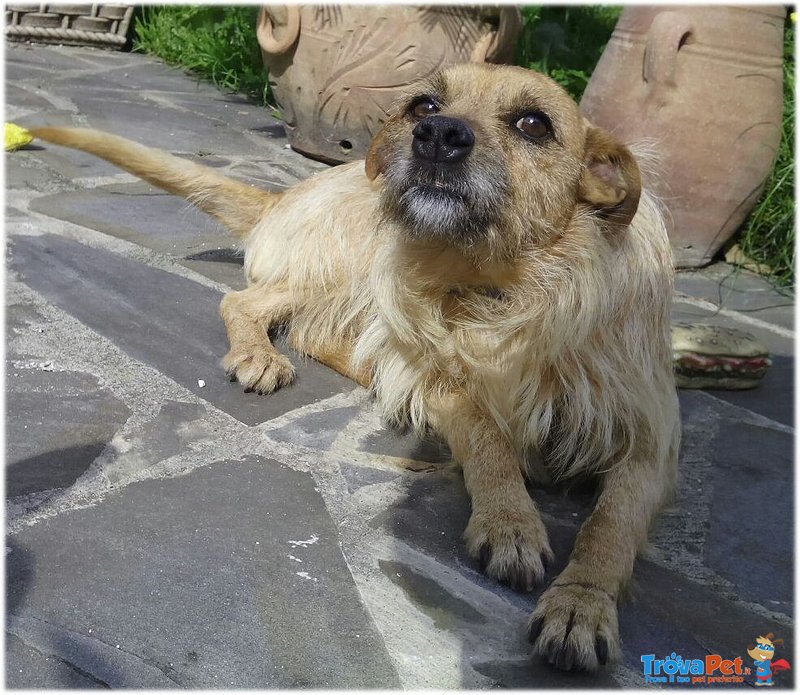 Pippo, 8 kg, Salvo per Miracolo - Foto n. 4