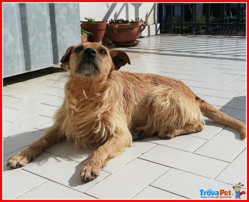 Pippo, 8 kg, Salvo per Miracolo - Foto n. 7