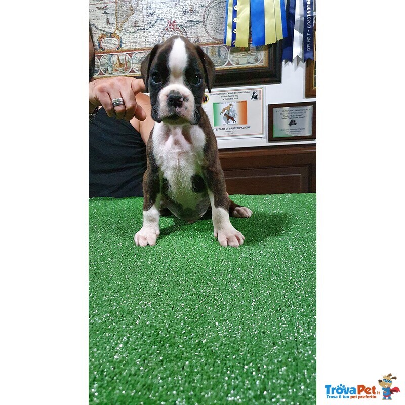 Disponibile Cucciolo di Boxer di alta Genealogia - Foto n. 1