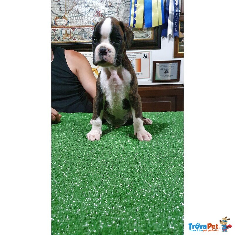 Disponibile Cucciolo di Boxer di alta Genealogia - Foto n. 2