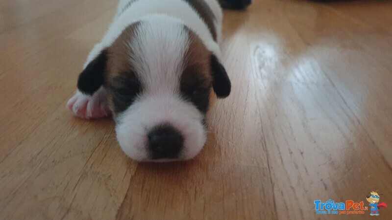 Vendo 3 jack Russwl con Pedigree - Foto n. 1