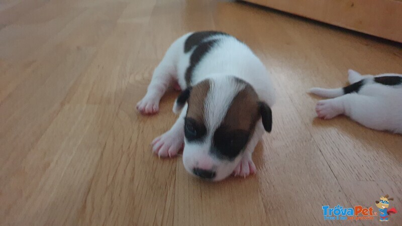 Vendo 3 jack Russwl con Pedigree - Foto n. 2