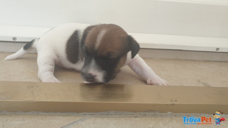 Vendo 3 jack Russwl con Pedigree - Foto n. 3