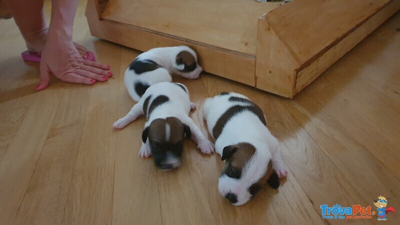 Vendo 3 jack Russwl con Pedigree - Foto n. 4