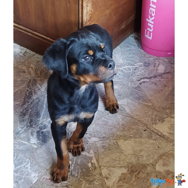 Cuccioli Rottweiler - Foto n. 1