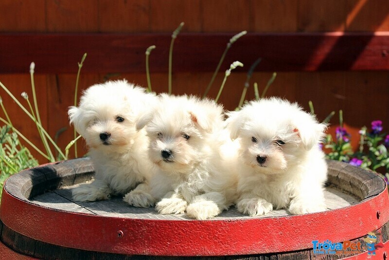 Maltese Cuccioli Dolcissimi - Foto n. 2