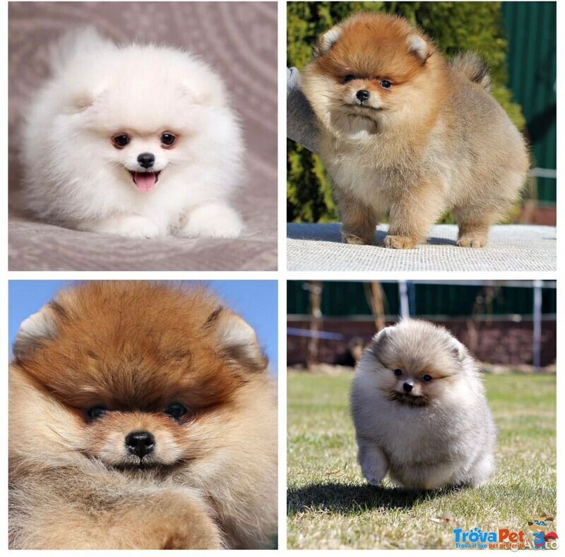 Volpini di Pomerania Cuccioli Tutti i Colori - Foto n. 1