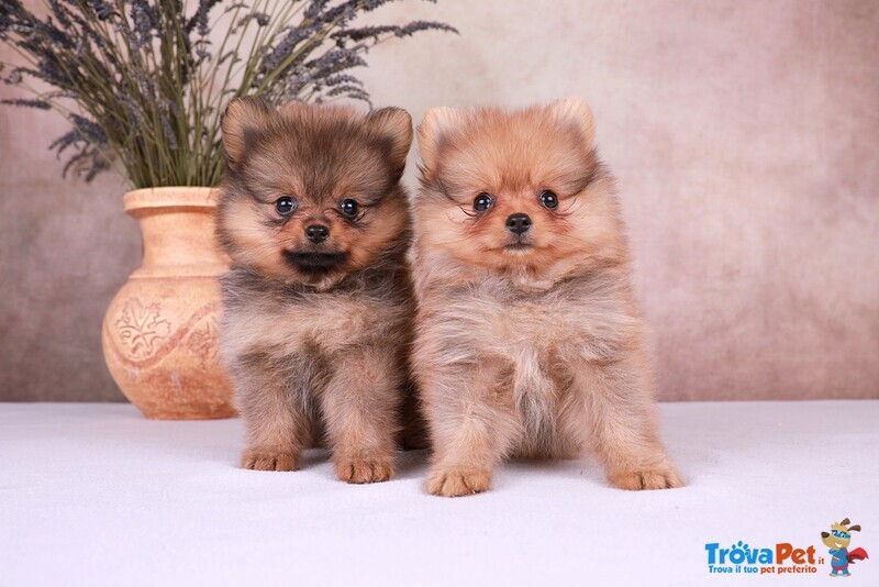 Volpini di Pomerania Cuccioli Tutti i Colori - Foto n. 3