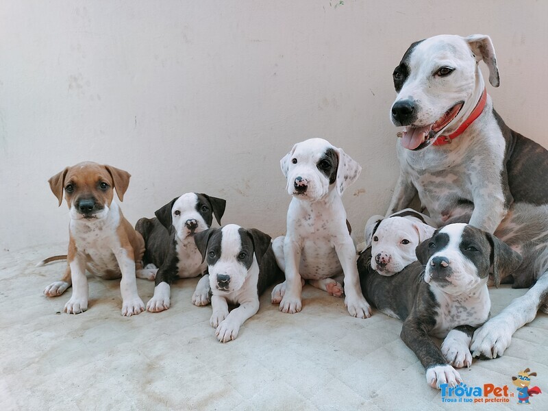 Vengo Cuccioli Amstaff - Foto n. 1