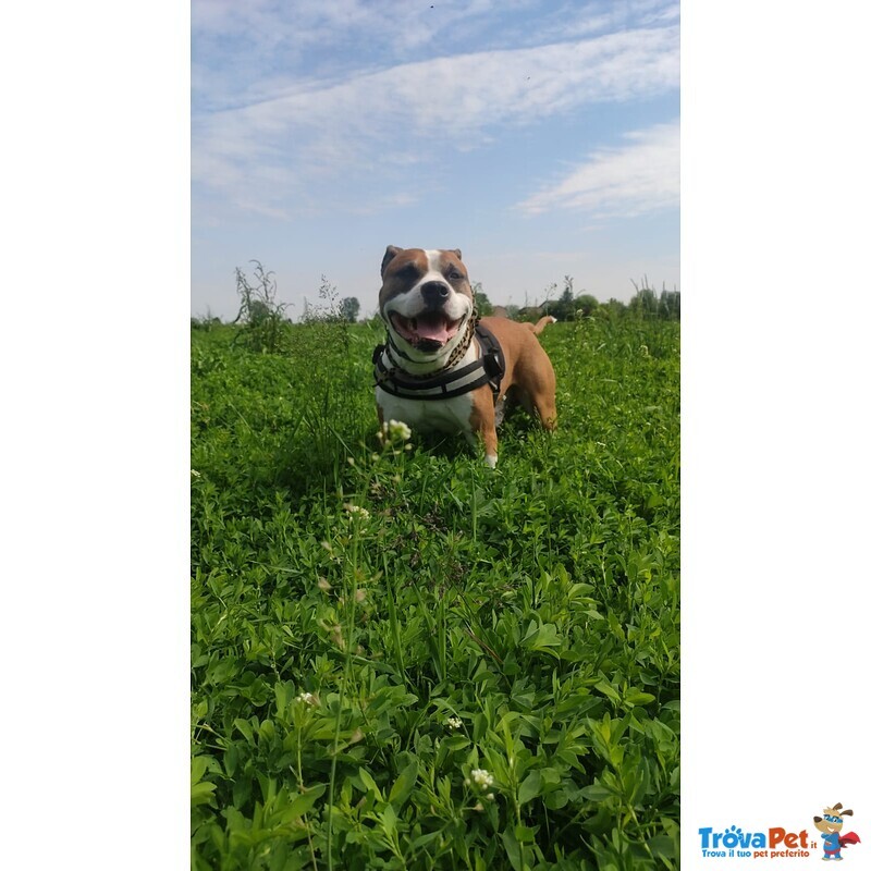 Vengo Cuccioli Amstaff - Foto n. 2