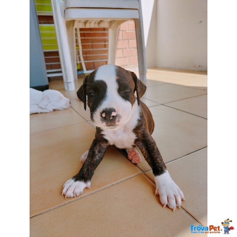 Vengo Cuccioli Amstaff - Foto n. 3