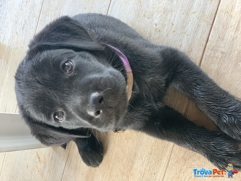 Disponibile Cucciola di Labrador - Foto n. 1