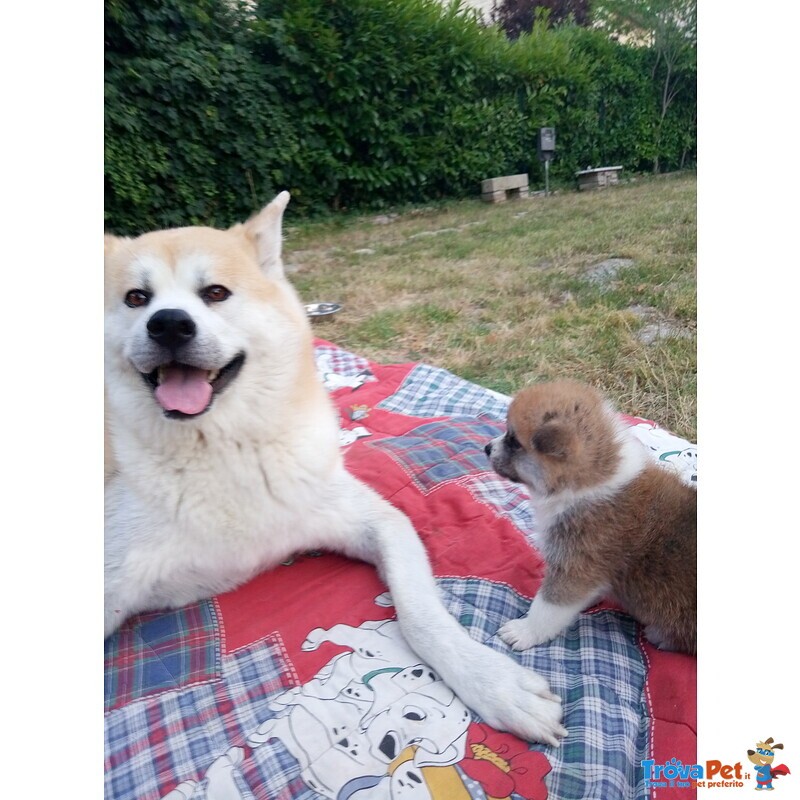 Cucciolata Akita inu di Altissima Genealogia - Foto n. 2