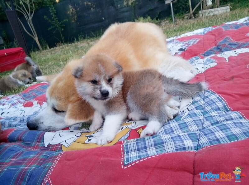 Cucciolata Akita inu di Altissima Genealogia - Foto n. 3