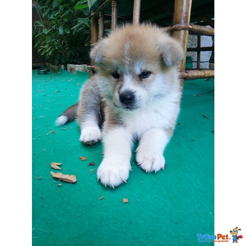 Cucciolata Akita inu di Altissima Genealogia - Foto n. 1