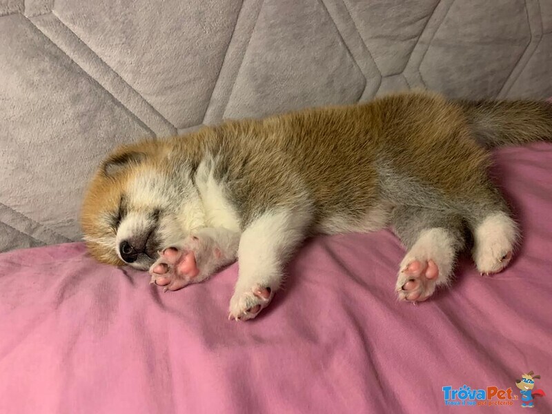 Cucciolata Akita inu di Altissima Genealogia - Foto n. 5