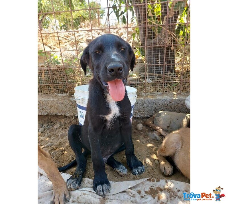 15mesi nero tg Grande Maschio vive da Cucciolo in Recinto urge vero Miracolo! Catania - Foto n. 1