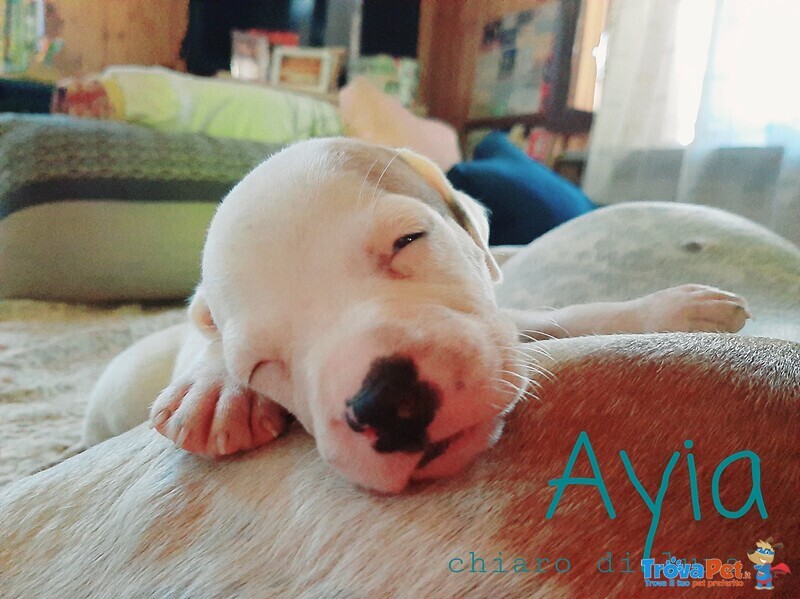 American Staffordshire Terrier Cuccioli - Foto n. 4