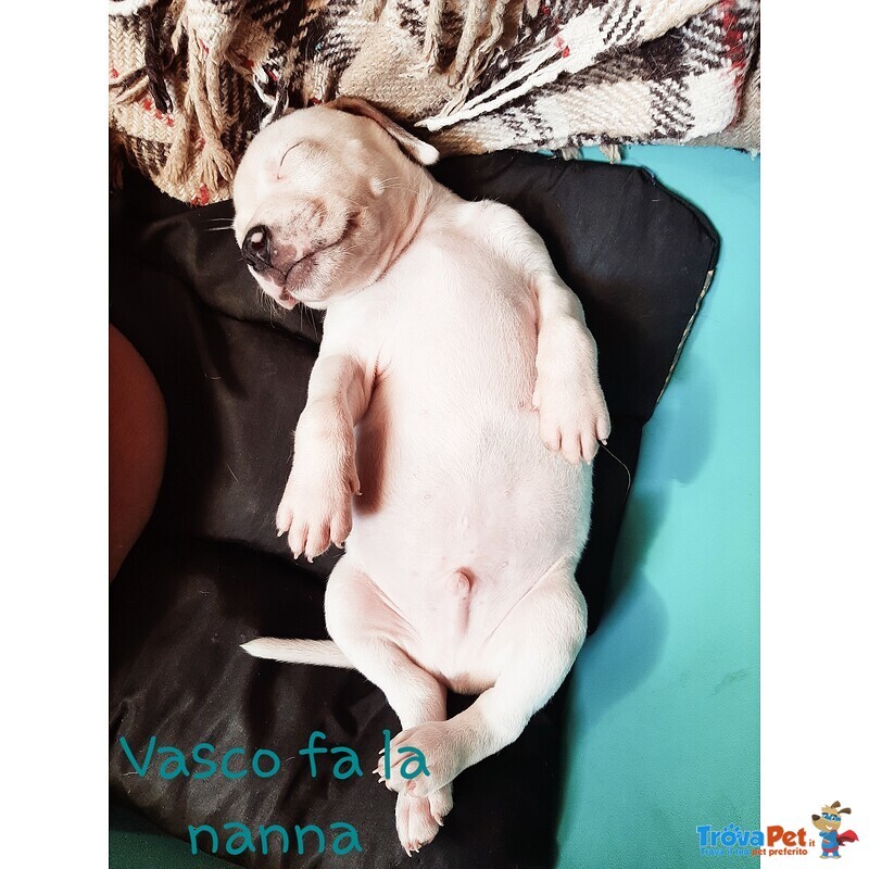 American Staffordshire Terrier Cuccioli - Foto n. 6