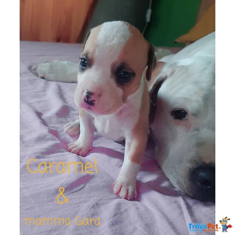 American Staffordshire Terrier Cuccioli - Foto n. 10