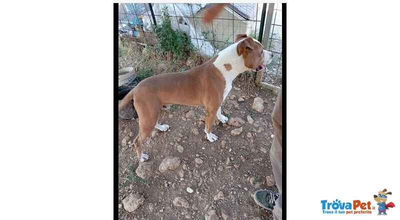 Pitbull 2anni Abbandonato dai Padroni Perchè Malato! Calabria - Foto n. 2