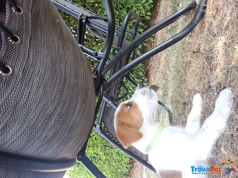 Bellissimo Cucciolo Maschio di jack Russel Terrier - Foto n. 1
