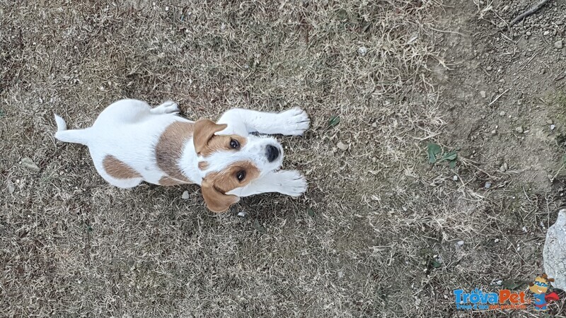 Bellissimo Cucciolo Maschio di jack Russel Terrier - Foto n. 5