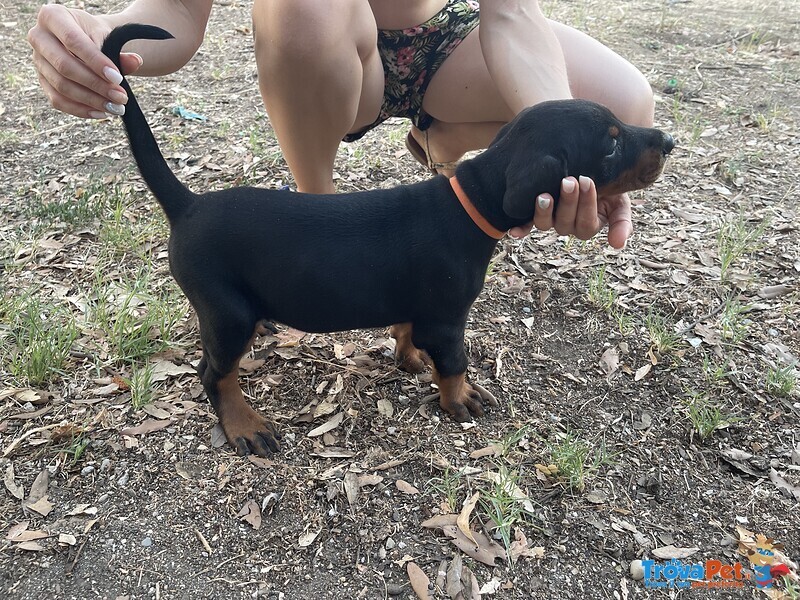 Vendessi Cuccioli Dobermann - Foto n. 2