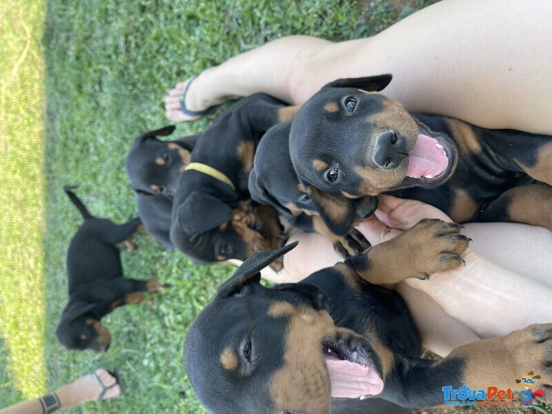 Vendessi Cuccioli Dobermann - Foto n. 1