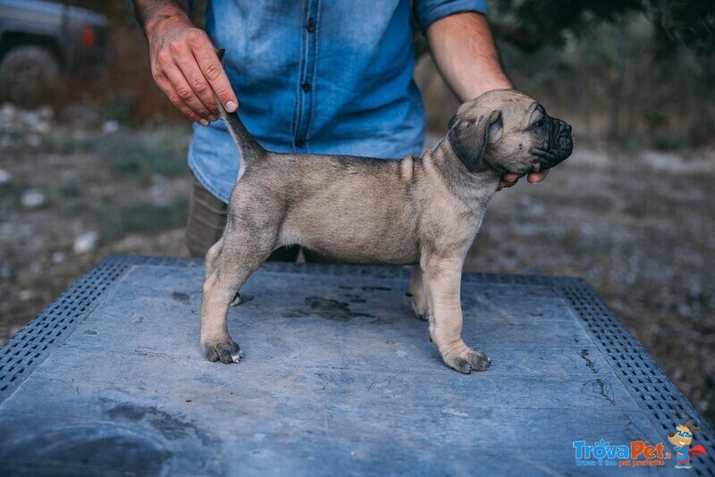 Cuccioli cane Corso - Foto n. 4