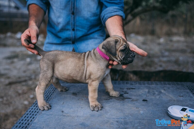 Cuccioli cane Corso - Foto n. 5