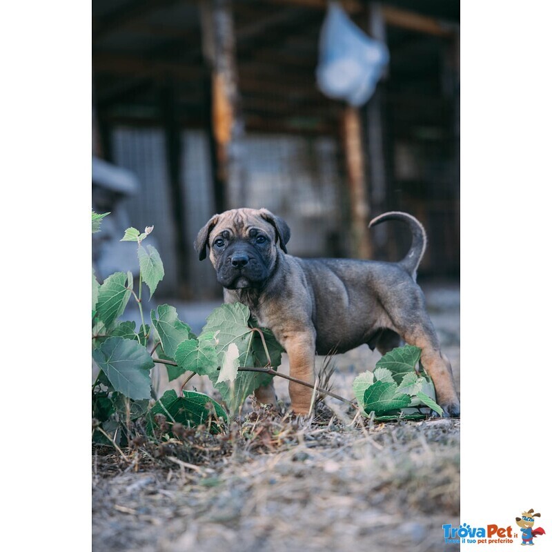 Cuccioli cane Corso - Foto n. 6