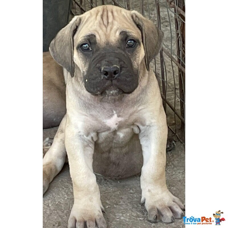 Cuccioli cane Corso - Foto n. 8