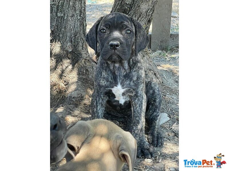 Cuccioli cane Corso - Foto n. 1