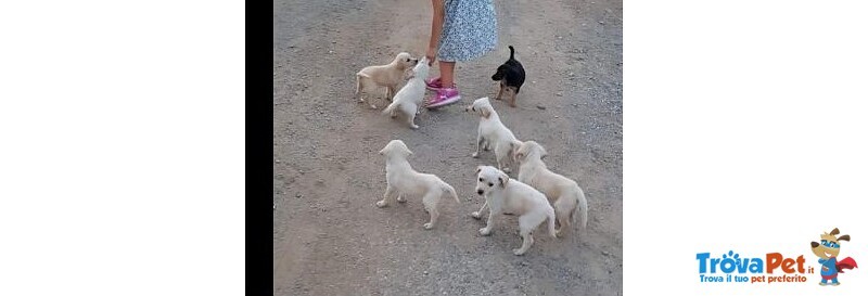 7cuccioli Neanche 2mesi tg Media Contenuta Mollati in Campagna Disperati sos sos Calabria - Foto n. 1