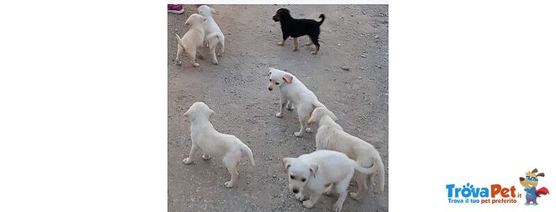 7cuccioli Neanche 2mesi tg Media Contenuta Mollati in Campagna Disperati sos sos Calabria - Foto n. 2