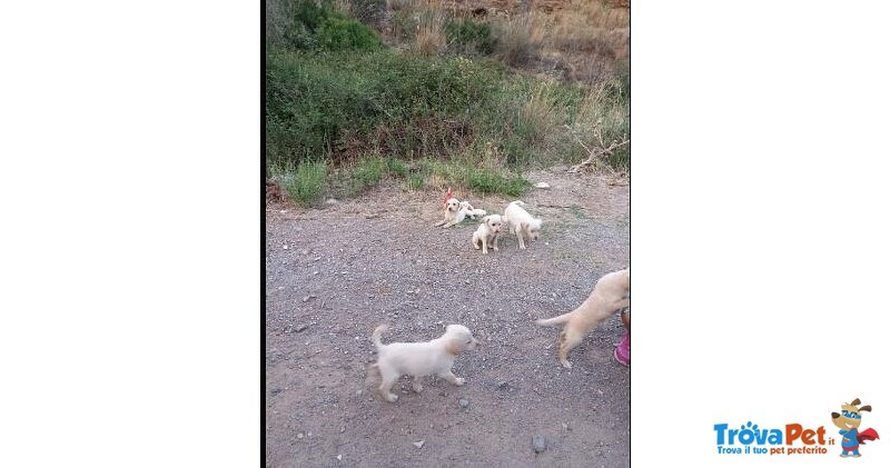 7cuccioli Neanche 2mesi tg Media Contenuta Mollati in Campagna Disperati sos sos Calabria - Foto n. 3