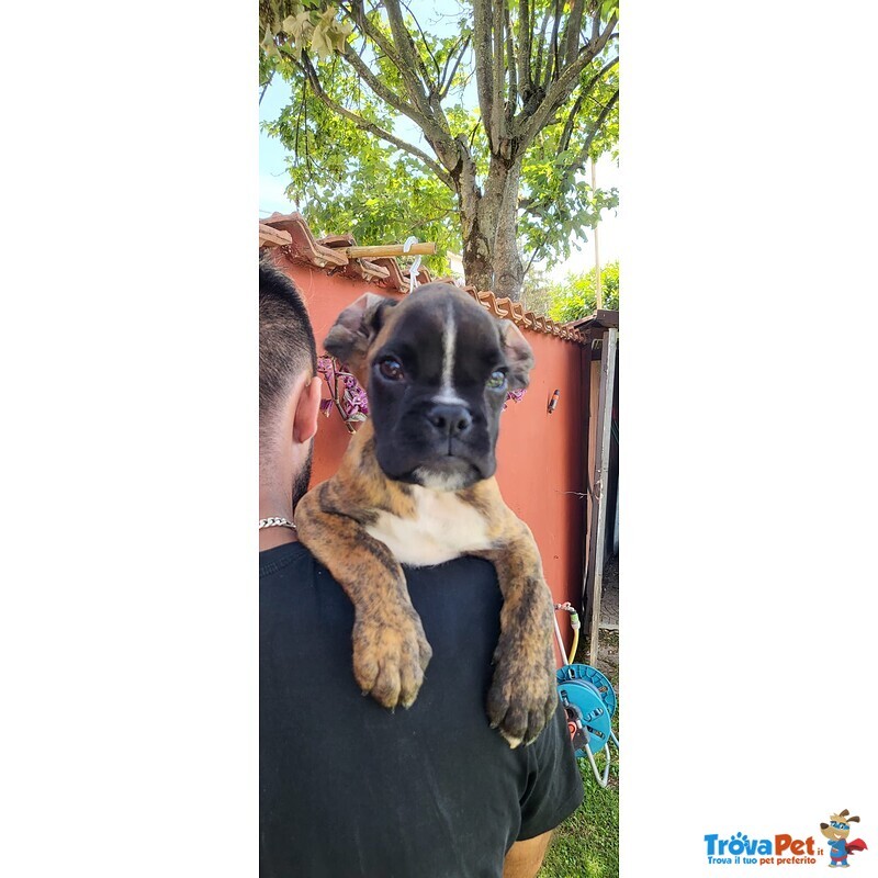 Cucciolo di Boxer Bianco Maschio Meraviglioso - Foto n. 1