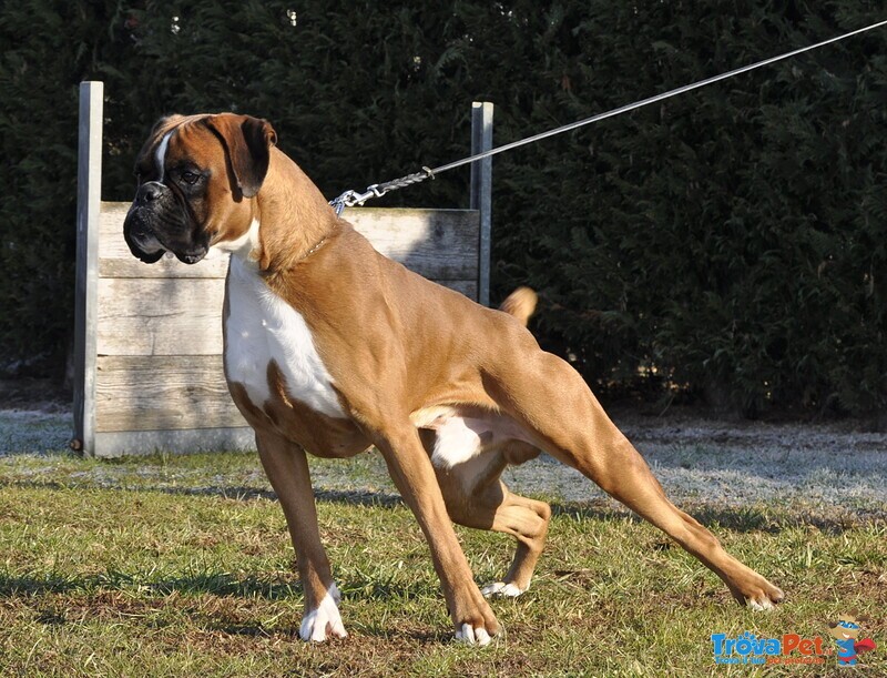 Boxer Cuccioli Vendo a Bassano e Marostica- Boxer Cuccioli Vendo - Foto n. 1