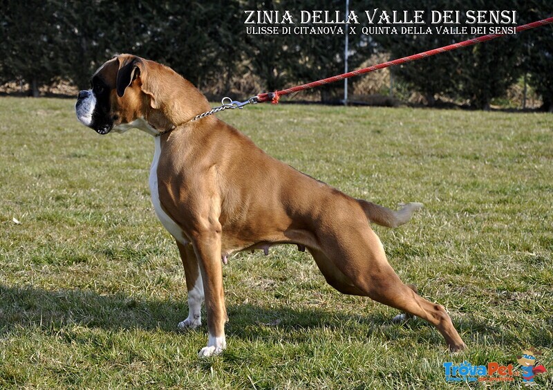 Boxer Cuccioli Vendo a Bassano e Marostica- Boxer Cuccioli Vendo - Foto n. 4