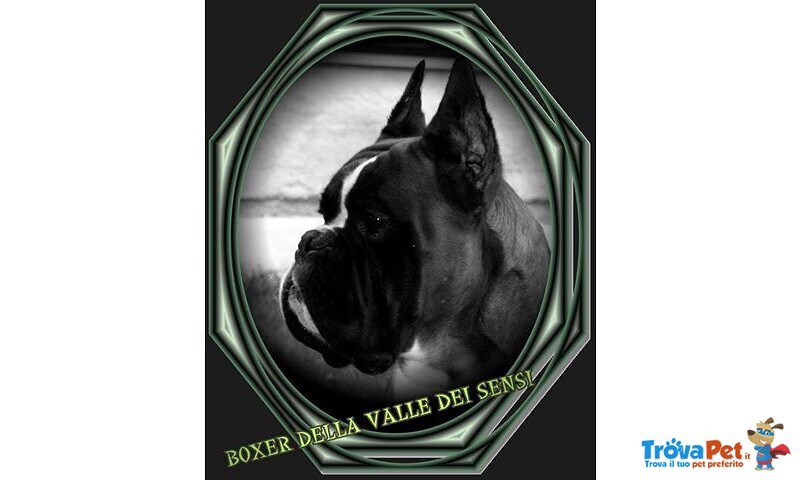 Boxer Cuccioli Vendo a Bassano e Marostica- Boxer Cuccioli Vendo - Foto n. 6